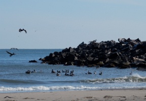 Pelicans catching fish