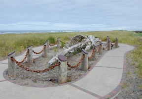 Gray whale skeleton at Long Beach