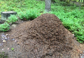 Ants have been busy