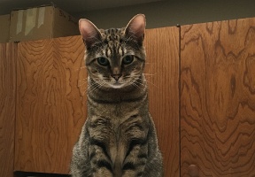 Hendrix on top of the refrigerator