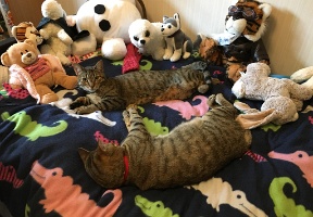 Cats resting on Elsa's bed