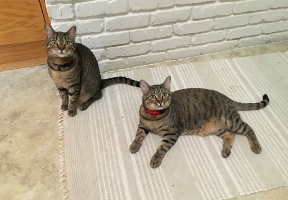 Cats waiting for dinner