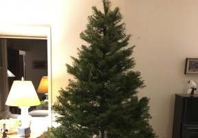 Cats wondering about the Christmas tree